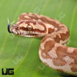Baby Irian Jaya Coastal Carpet Python