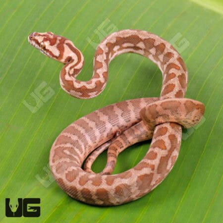 Baby Irian Jaya Coastal Carpet Python