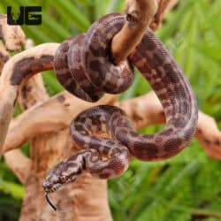 Baby Irian Jaya Het Granite Carpet Python For Sale - Underground Reptiles