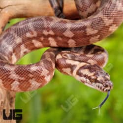 Baby Irian Jaya Het Granite Carpet Python For Sale - Underground Reptiles