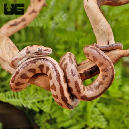 Baby Irian Jaya Jaguar Carpet Pythons (Morelia spilota variegata) For Sale - Underground Reptiles
