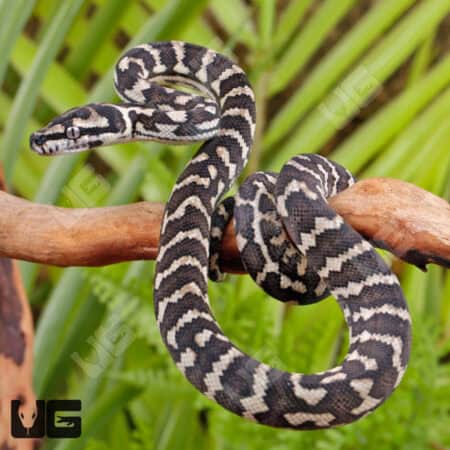 Baby Jungle Carpet Pythons For Sale - Underground Reptiles