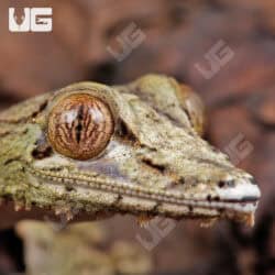 Mossy Leaf Tailed Geckos For Sale - Underground Reptiles