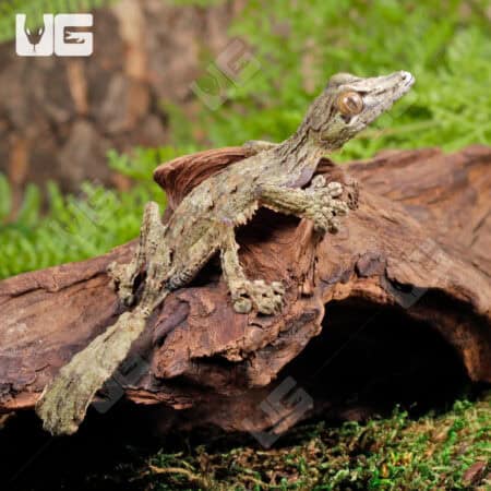 Mossy Leaf Tailed Geckos For Sale - Underground Reptiles