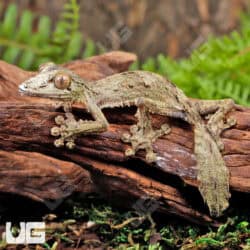 Mossy Leaf Tailed Geckos For Sale - Underground Reptiles