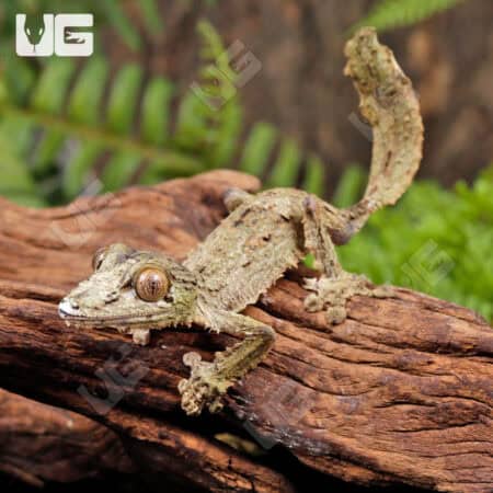 Mossy Leaf Tailed Geckos For Sale - Underground Reptiles