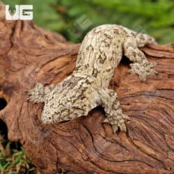 Baby Nu Ana Leachianus Geckos For Sale - Underground Reptiles