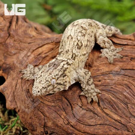 Baby Nu Ana Leachianus Geckos For Sale - Underground Reptiles