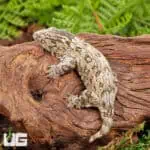 Baby Nu Ana Leachianus Geckos For Sale - Underground Reptiles