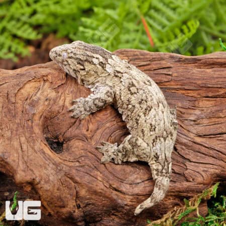 Baby Nu Ana Leachianus Geckos For Sale - Underground Reptiles