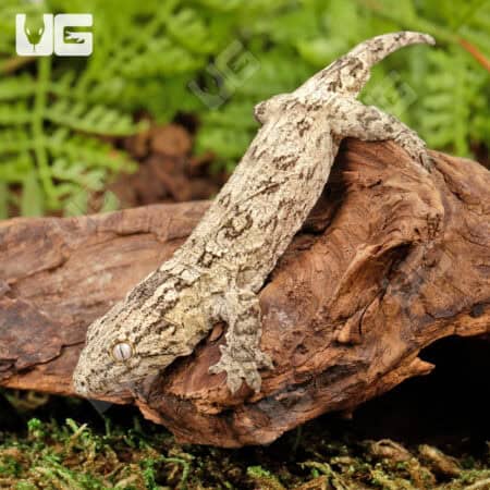 Baby Nu Ana Leachianus Geckos For Sale - Underground Reptiles