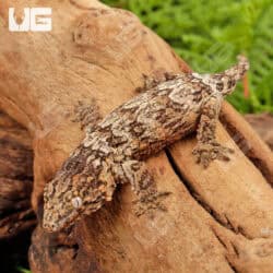 Baby Nu Ana Leachianus Geckos For Sale - Underground Reptiles