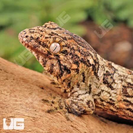 Baby Nu Ana Leachianus Geckos For Sale - Underground Reptiles