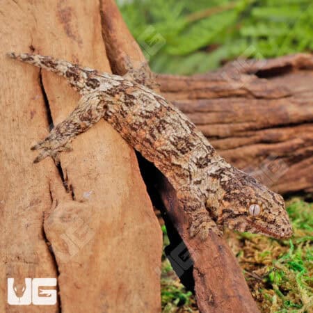 Baby Nu Ana Leachianus Geckos For Sale - Underground Reptiles