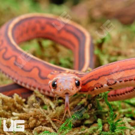 Baby Scaleless Tessera Het Anery Cornsnakes For Sale - Underground Reptiles
