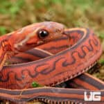 Baby Scaleless Tessera Het Anery Cornsnakes For Sale - Underground Reptiles