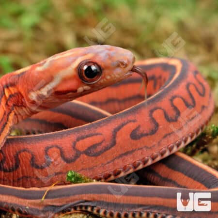 Baby Scaleless Tessera Het Anery Cornsnakes For Sale - Underground Reptiles