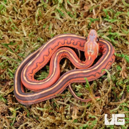 Baby Scaleless Tessera Het Anery Cornsnakes For Sale - Underground Reptiles