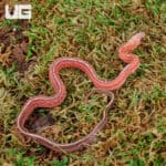 Baby Scaleless Tessera Het Anery Cornsnakes For Sale - Underground Reptiles
