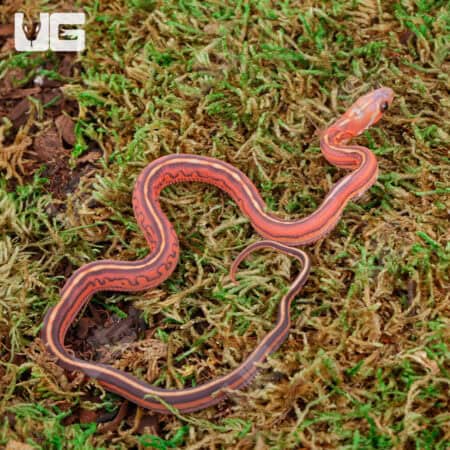 Baby Scaleless Tessera Het Anery Cornsnakes For Sale - Underground Reptiles