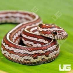 Baby Tessera Het Amel Cinder Cornsnake For Snake - Underground Reptiles