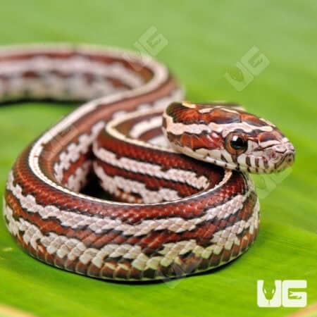 Baby Tessera Het Amel Cinder Cornsnake For Snake - Underground Reptiles