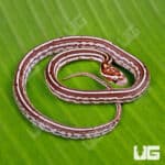 Baby Tessera Het Amel Cinder Cornsnake For Snake - Underground Reptiles