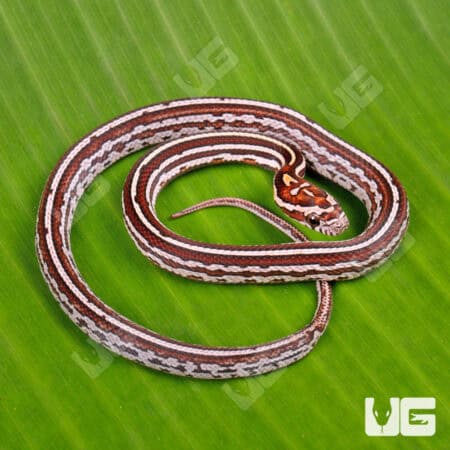 Baby Tessera Het Amel Cinder Cornsnake For Snake - Underground Reptiles