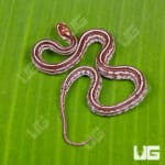 Baby Tessera Het Amel Cinder Cornsnake For Snake - Underground Reptiles