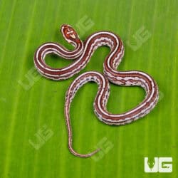 Baby Tessera Het Amel Cinder Cornsnake For Snake - Underground Reptiles