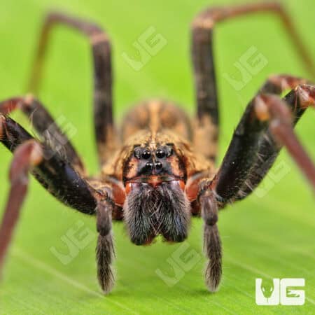Blue Femur Wandering Spiders for sale - Underground Reptiles