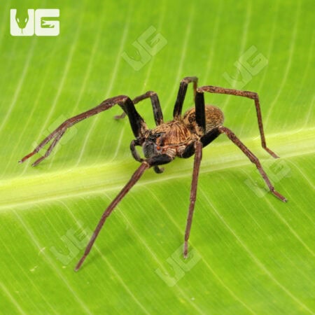 Blue Femur Wandering Spiders for sale - Underground Reptiles