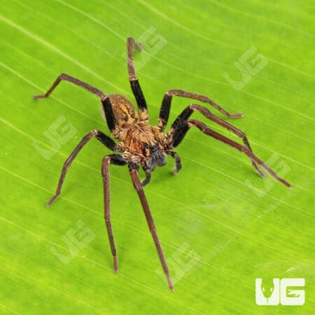 Blue Femur Wandering Spiders for sale - Underground Reptiles