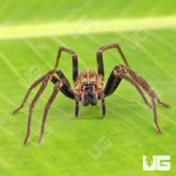 Blue Femur Wandering Spiders for sale - Underground Reptiles