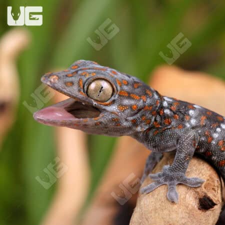 Platinum Tokay Geckos for sale - Underground Reptiles