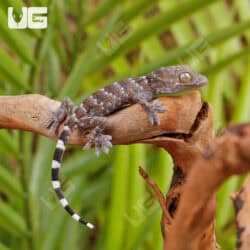 Platinum Tokay Geckos for sale - Underground Reptiles
