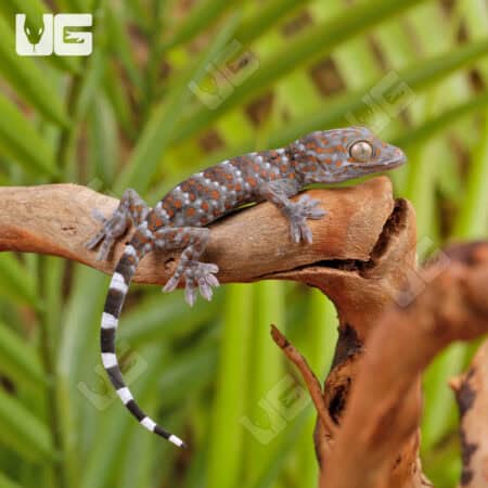 Platinum Tokay Geckos for sale - Underground Reptiles