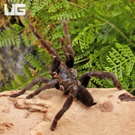 Cameroon Tawny Red Baboon (Hysterocrates sp "Cameroon") For Sale - Underground Reptiles