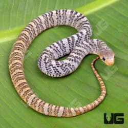 Yellowtail Cribo For Sale - Underground Reptiles