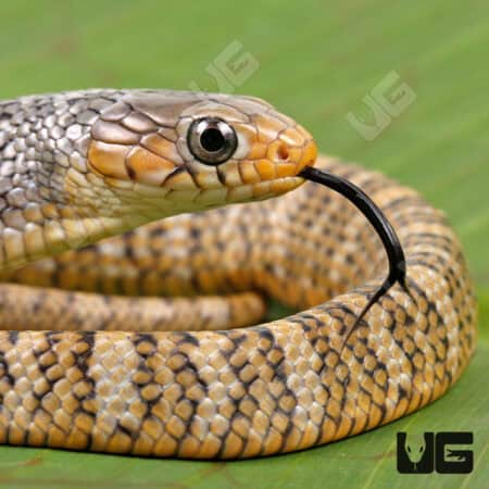 Yellowtail Cribo For Sale - Underground Reptiles