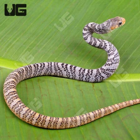 Yellowtail Cribo For Sale - Underground Reptiles