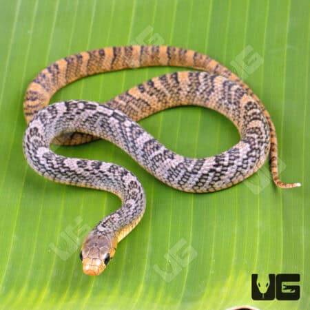 Yellowtail Cribo For Sale - Underground Reptiles