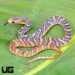 Yellowtail Cribo For Sale - Underground Reptiles