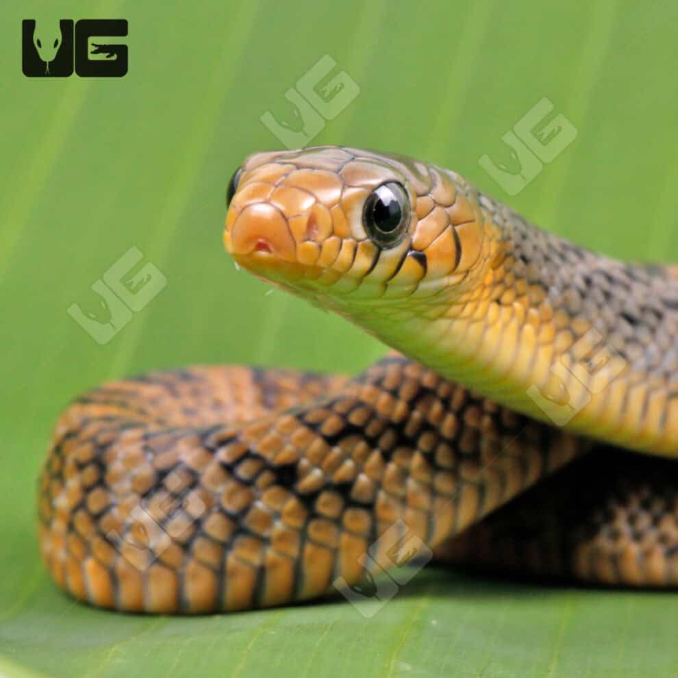 Yellowtail Cribo For Sale - Underground Reptiles