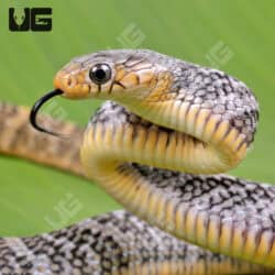 Yellowtail Cribo For Sale - Underground Reptiles