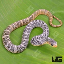 Yellowtail Cribo For Sale - Underground Reptiles