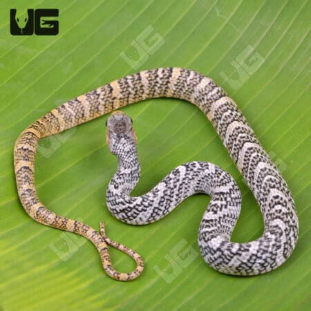 Yellowtail Cribo For Sale - Underground Reptiles