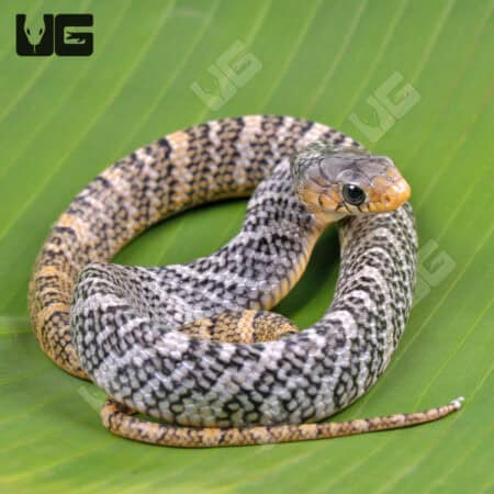 Yellowtail Cribo For Sale - Underground Reptiles