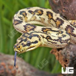 Female Caramel 66% Het Albino Axanthic 2022 Carpet Python - Underground Reptiles