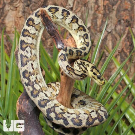 Female Caramel 66% Het Albino Axanthic 2022 Carpet Python - Underground Reptiles